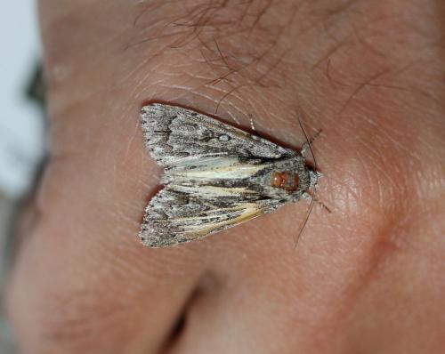 Acronicta sp.