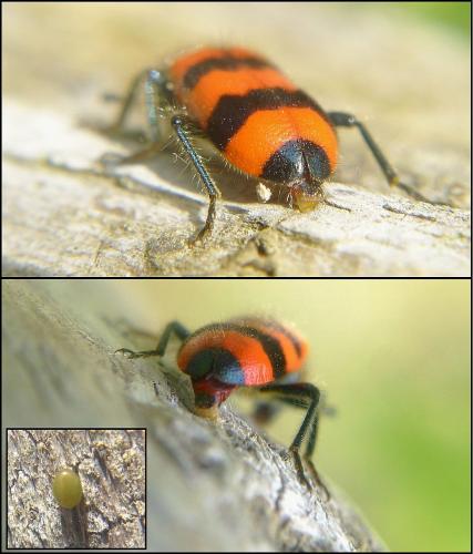 Trichodes apiarius