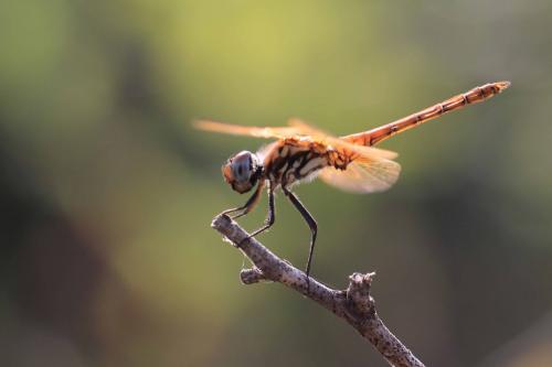 Réf. 103 676 : Trithemis annulata