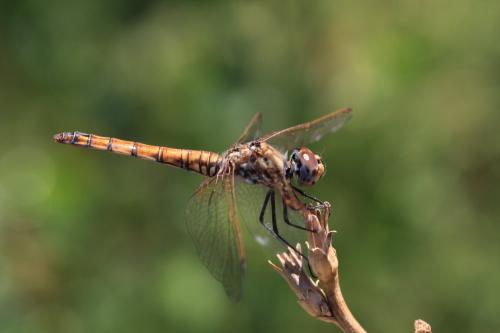 Réf. 103 677 : Trithemis annulata