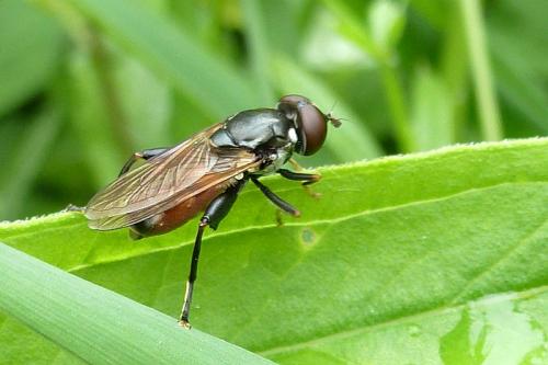 Tropidia scita