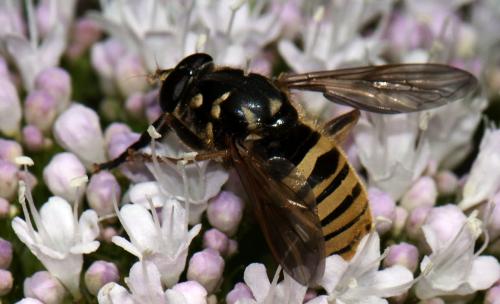 Réf. 103 786 : Temnostoma vespiforme