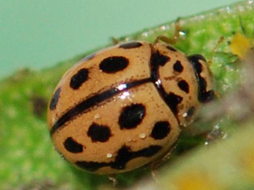 Tytthaspis sedecimpunctata