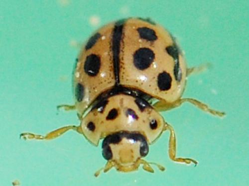 Tytthaspis sedecimpunctata