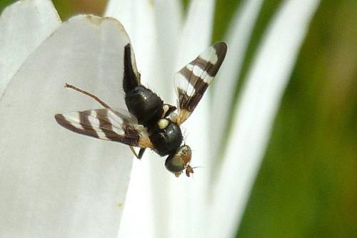 Réf. 103 033 : Urophora quadrifasciata