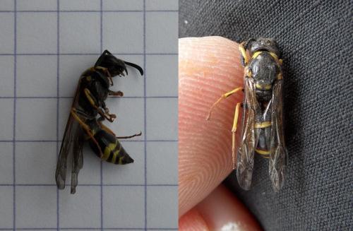 Réf. 103 542 : Eumeninae inconnu