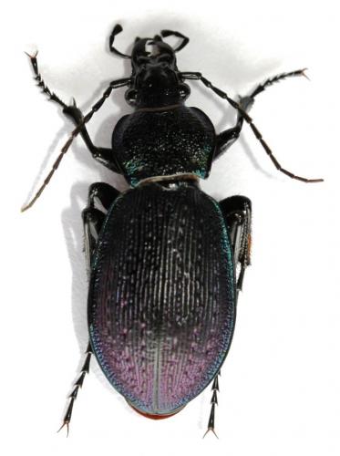 Carabus armeniacus alagoensoides