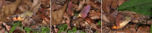 Atemnora westermanni