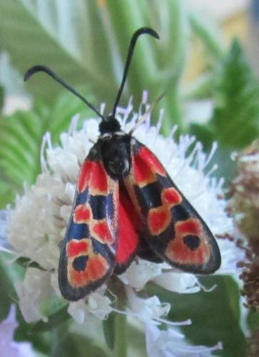 Réf. 103 242 : Zygaena hilaris