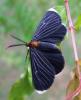 103607 – Photo : Vincent VALLI – Guadeloupe
