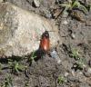103902 – Photo : Duborget Robin – France (06)