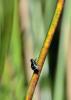 103106 – Photo : Pierre Chico-Sarro – France (69)