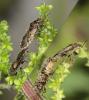 Heterogaster urticae
