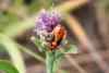 103309 – Photo : Nicolas Alric – France (05)