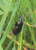 Carabus monilis