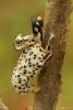 103231 – Photo : Régis Schmitt – France (81)
