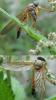 103727 – Photo : ADELSKI Adrien – France (60)