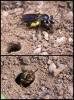 103466 – Photo : Arthropa - Benoit Martha – France (71)
