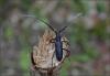 103871 – Photo : Andgelo Mombert – France (25)