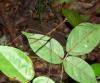 103911 – Photo : Vincent VALLI – Guadeloupe