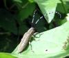 Agapanthia villosoviridescens