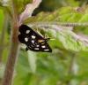 103974 – Photo : Arnaud Jean-Pierre – France (09)