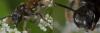 103594 – Photo : Philippe Legros – France (94)