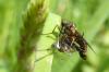 103063 – Photo : Patrick Le Mao – France (35)