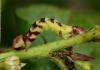 103771 – Photo : Pelouard – France (72)