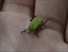 Hoplia argentea