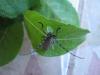 103053 – Photo : cristel – France (38)
