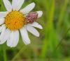 103633 – Photo : Castor – France (36)