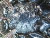 Atypus piceus