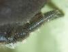 Atypus piceus