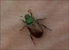 Phyllopertha horticola