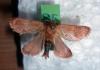 Triodia sylvina