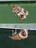 103913 – Photo : Vincent VALLI – Guadeloupe