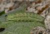 103083 – Photo : Pelouard – France (06)