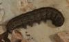 103084 – Photo : Pelouard – France (06)