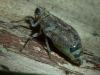 Issus coleoptratus