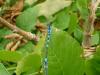 Coenagrion scitulum