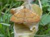 103763 – Photo : Dominique THAUVIN – France (45)