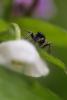 103777 – Photo : Sophie Luciani – France (21)