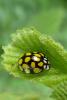 103030 – Photo : Patrick Le Mao – France (35)