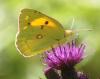 103384 – Photo : David Guedon – France (76)