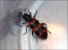 103391 – Photo : Andgelo Mombert – France (25)