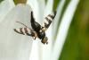 103033 – Photo : Patrick Le Mao – France (22)