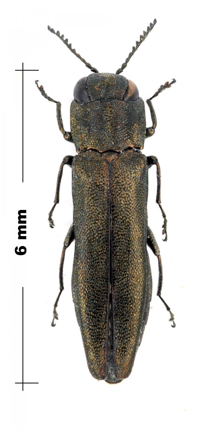 P.Deschamps - Agrilus sp. - réf. 103969 (729 x 1500 pixels, 135 ko)