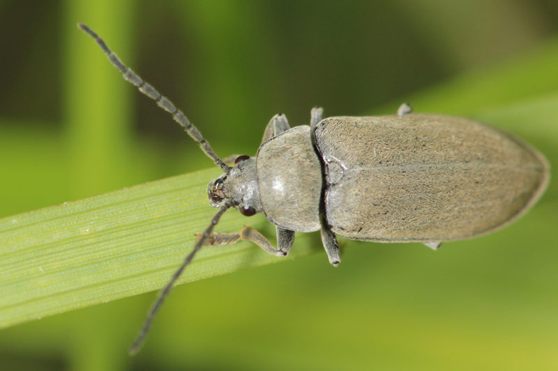 Liboupat - Dascillus cervinus - réf. 103548 (800 x 533 pixels, 57 ko)