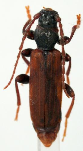 Réf. 104 084 : Tetropium fuscum